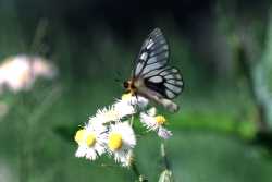 Piceture 1