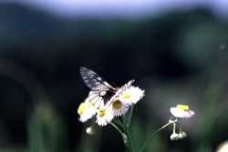 Piceture 7